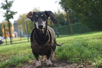 Corso sul gioco con il proprio cane