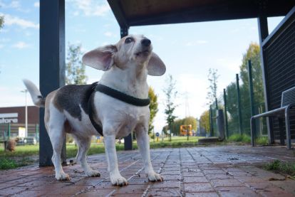 Corso di lettura emotiva del cane e del proprietario