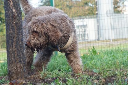 Corso esperienziale per cani e proprietari